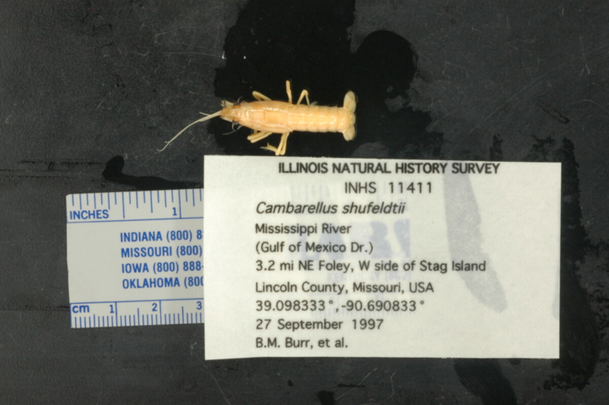 Cambarellus shufeldtii image